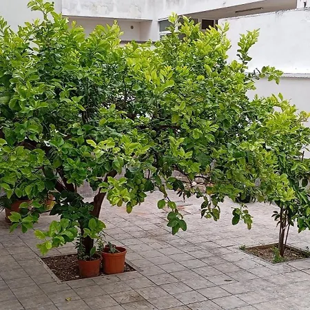 Il Giardino Dei Limoni Apartment