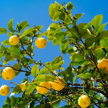 Il Giardino Dei Limoni Appartamento *